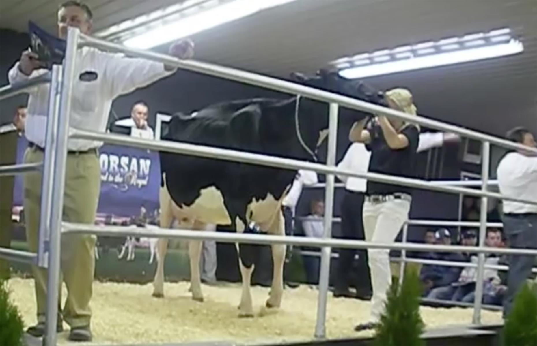 Missy the Holstein cow, $1.2 million (£847k)